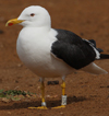 1cy fuscus in August, ringed in Finland. (81365 bytes)